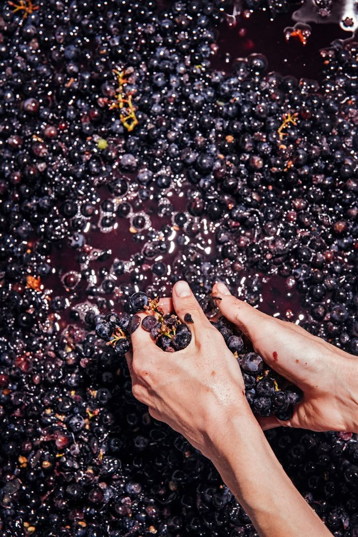 Grape Therapy for Skin: The Ultimate Natural Treatment